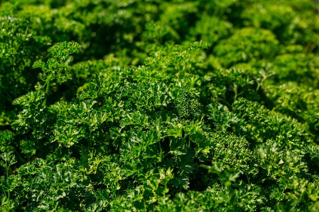 Pietruszka kędzierzawa rośnie w ogrodzie Pikantne ziele Petroselinum crispum do żywienia zastosowanie w medycynie alternatywnej i kosmetologii zielone tło