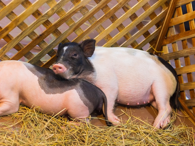 Zdjęcie piggy leżącego w stoisku ssaka