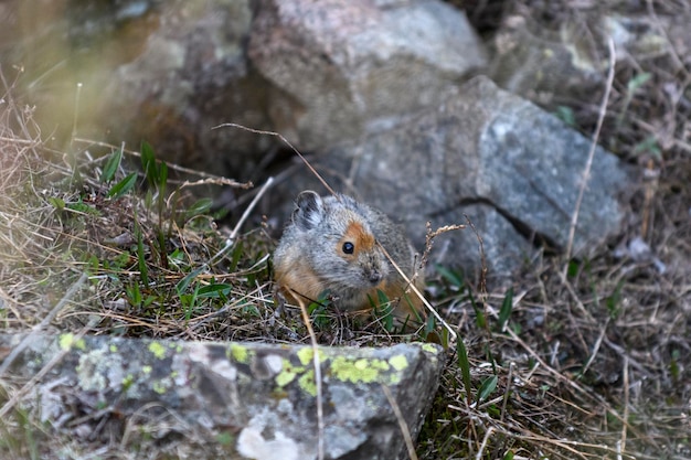 Pika Ochotona Rufescens Leżąca Na Kamieniu W Górach Pika W Dzikiej Przyrodzie