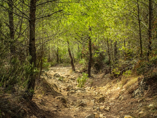 piknik spacerujący po sosnowym lesie palma de mallorca finca son quint