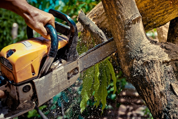 Piła łańcuchowa. Zakończenie Woodcutter Piłuje łańcuszkową Saw W Ruchu