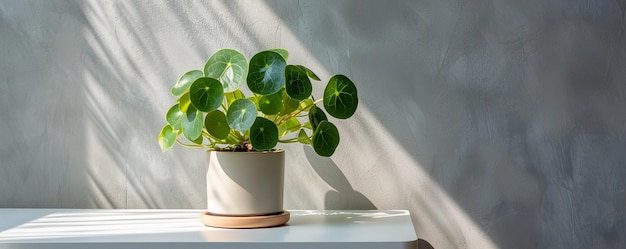 pilea peperomioides HD 8K tapeta Zdjęcie fotograficzne