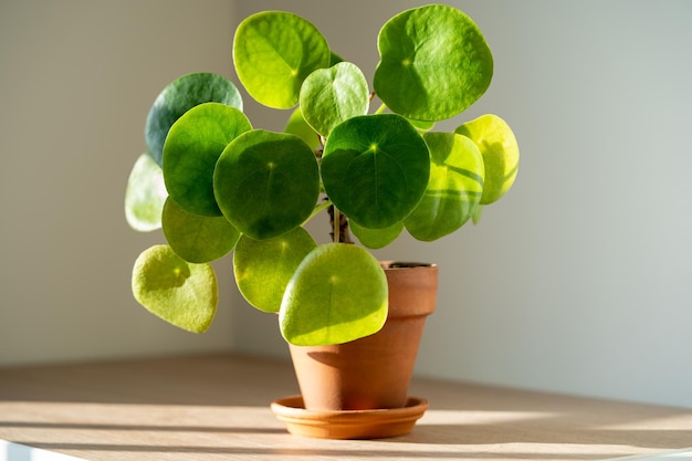 Pilea peperomioides roślina doniczkowa w doniczce z terakoty w domu chińskie pieniądze roślina ogrodnictwo w pomieszczeniach