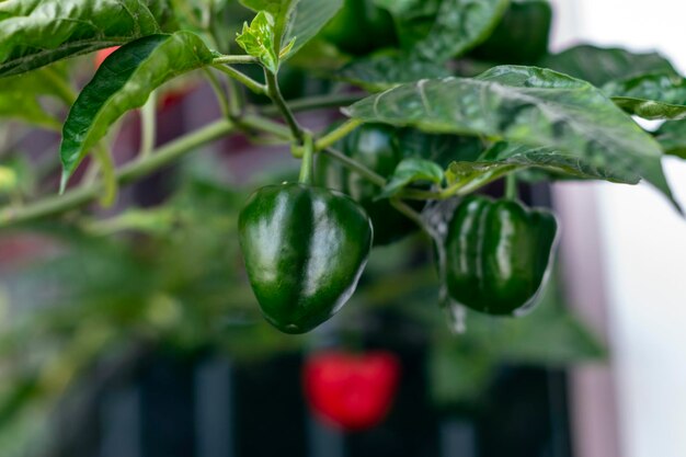 Pimiento aj en su planta verde y maduro natural