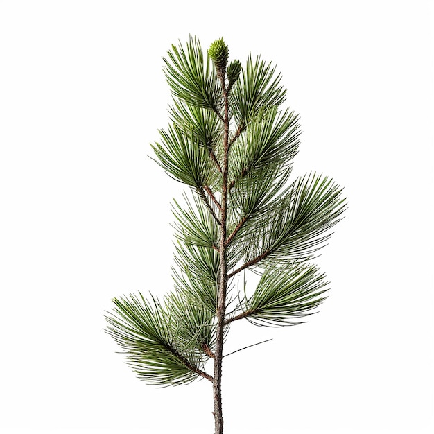 Pine Tree Clip Art z białym tłem