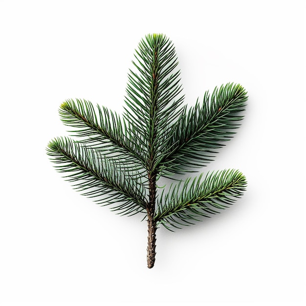 Pine Tree Clip Art z białym tłem