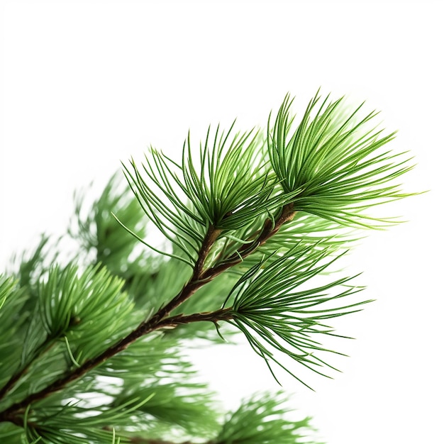 Pine Tree Clip Art z białym tłem