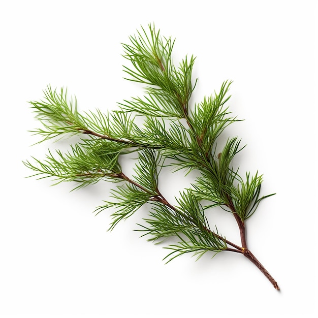 Pine Tree Clip Art z białym tłem