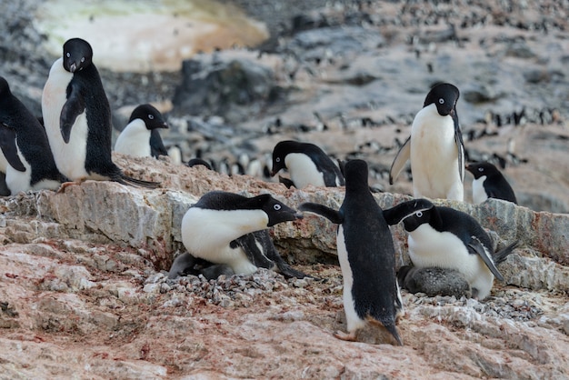 Pingwin Adelie Z Pisklętami W Gnieździe Na Antarktydzie