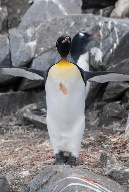 Pingwin cesarski Aptenodytes forsteri na wyspie Port Lockroy Goudier na Antarktydzie