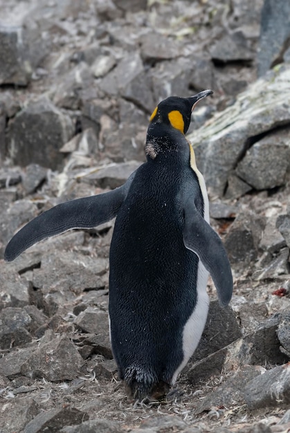 Pingwin cesarski Aptenodytes forsteri na wyspie Port Lockroy Goudier na Antarktydzie