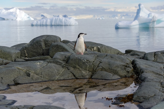 Zdjęcie pingwin chinstrap na skale z odbiciem na antarktydzie
