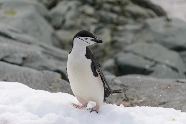 Pingwin Chinstrap Na śniegu Na Antarktydzie
