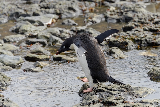 Pingwin Gentoo Na Plaży Na Antarktydzie