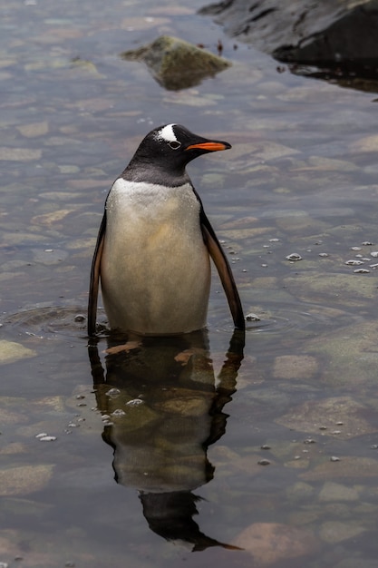 Pingwin Gentoo na plaży