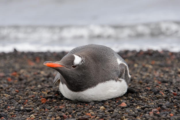 Pingwin Gentoo Na Plaży