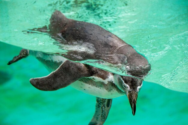 Zdjęcie pingwin humboldta pływa w niebieskiej, czystej wodzie.