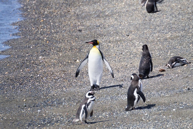 Zdjęcie pingwin królewski na plaży wyspy martillo ushuaia tierra del fuego park narodowy dzikie zwierzęta chilijskie