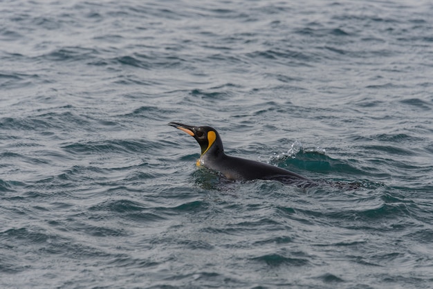 Pingwin królewski z morza