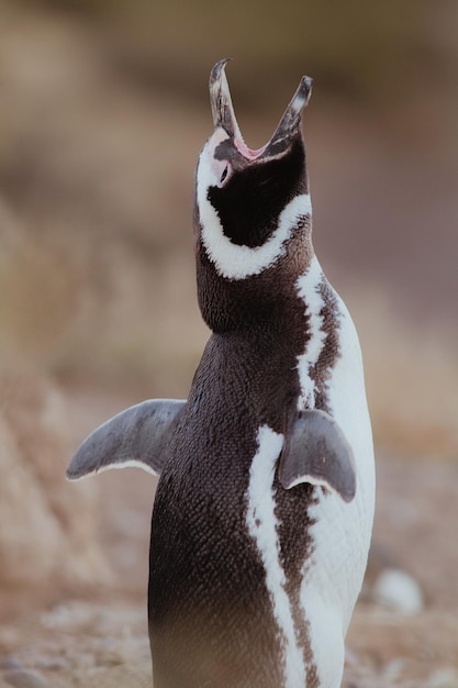 Zdjęcie pingwin magellana w patagonii