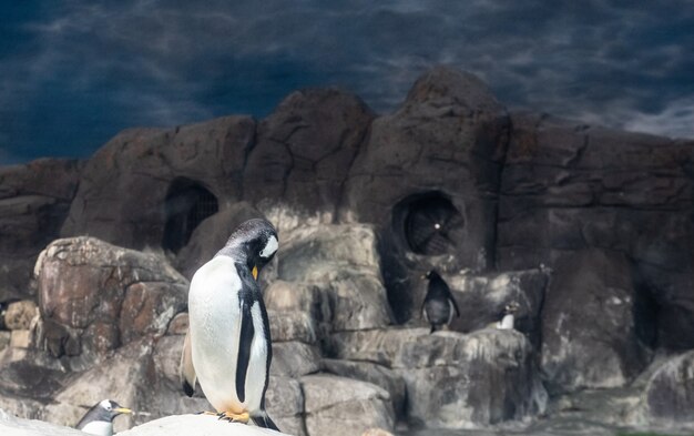 Zdjęcie pingwin w zoo, przygotowuje upierzenie