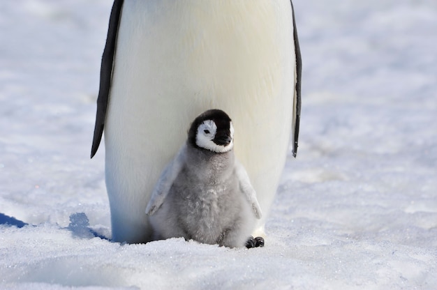 Zdjęcie pingwiny cesarskie w snow hill na antarktydzie 2010 .