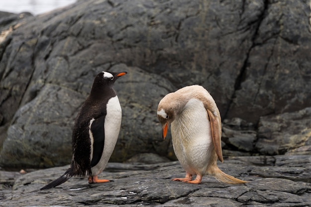 Pingwiny Gentoo normalne i albinos