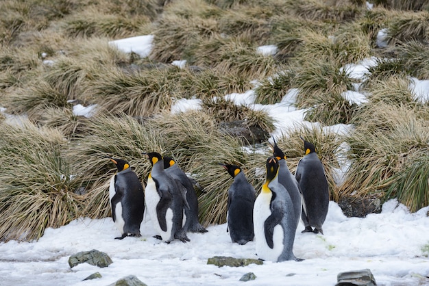 Zdjęcie pingwiny królewskie w antartica