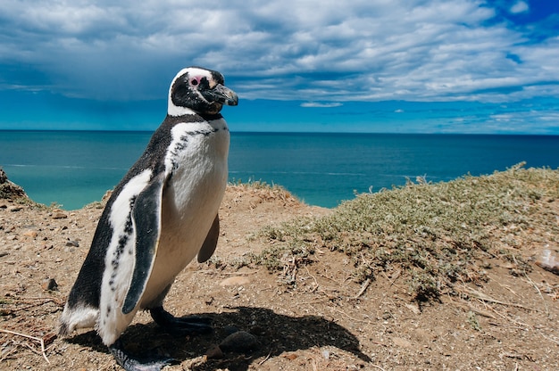 Pingwiny magellana mieszkające przy swoim gnieździe na skałach nad plażą na półwyspie Valdes, Patagonia, Argentyna