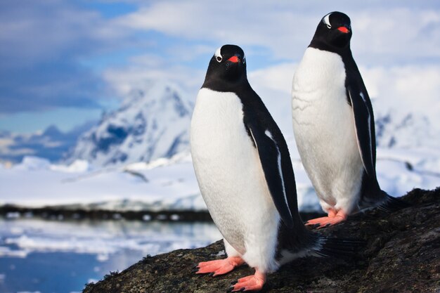 Pingwiny Marzą Na Skale