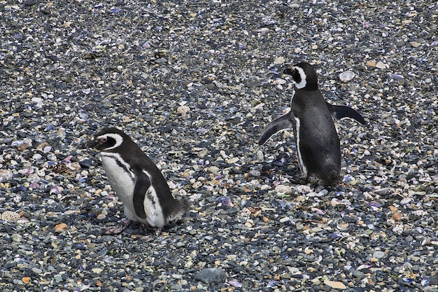 Pingwiny Na Wyspie W Kanale Beagle W Pobliżu Miasta Ushuaia, Ziemia Ognista W Argentynie