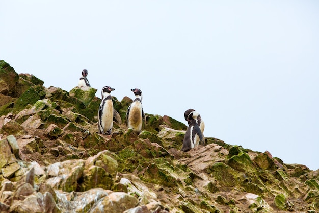 Pingwiny Południowoamerykańskie Wybrzeże W Rezerwacie Narodowym Paracas Peru Ballestas Islands