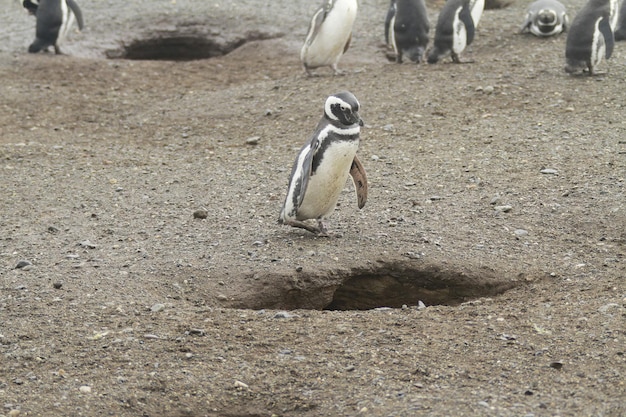 Pingwiny w Isla Magdalena Chile