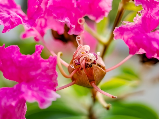 Pink Crepe Myrtle Crape płatki i pręciki kwiatów