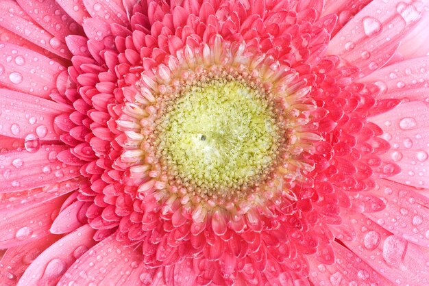 Pink daisy-gerbera z kroplami wody