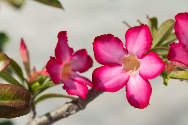 Pink Desert Rose lub Impala Lily lub makiety Azalia kwiat