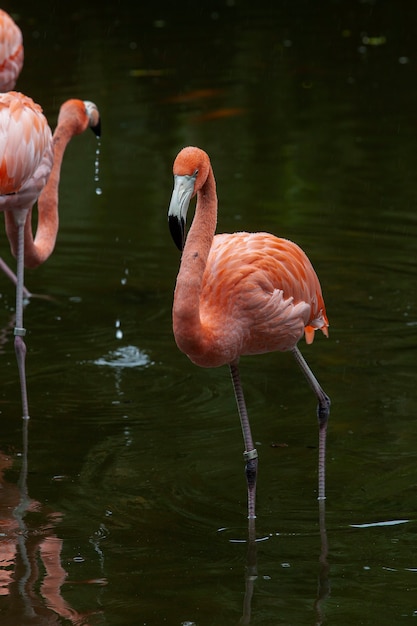 Pink Flamingo nakręcony na półwyspie Jukatan