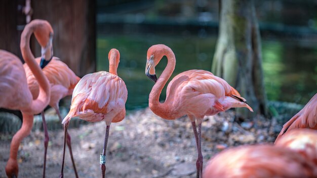 Pink Flamingo Wildlife