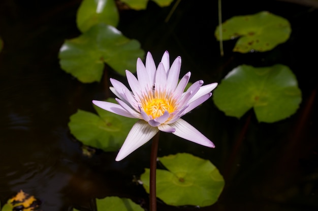 PInk Lotus