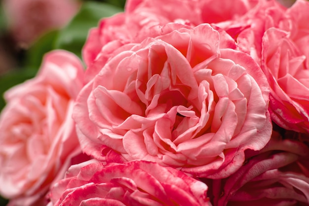 Pink rose closeup Tło kwiatu Różowy kolor