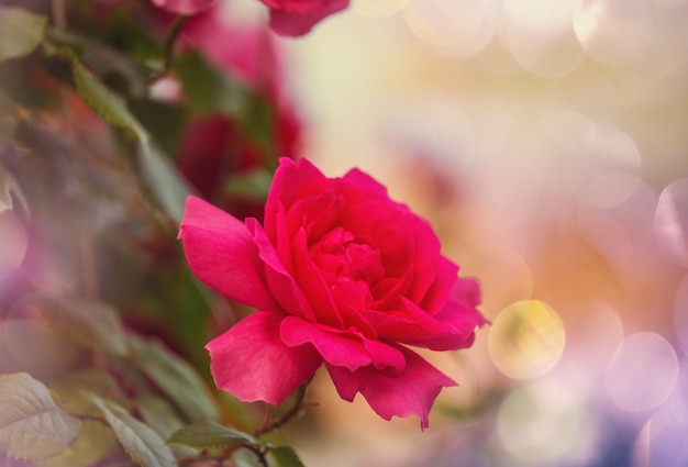 Pink Rose, piękna przyroda