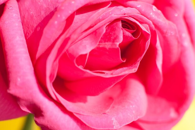 Pink Rose