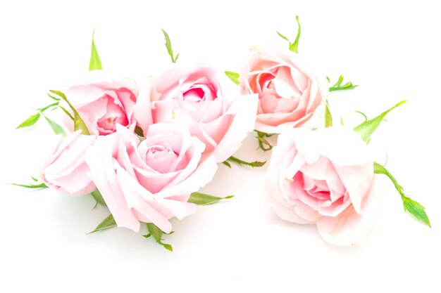 Zdjęcie pink rose