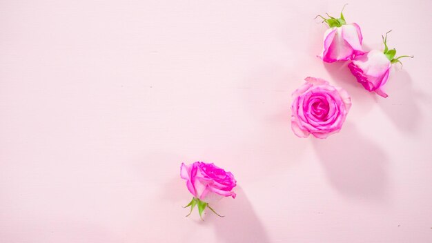 Pink Roses