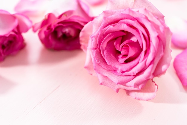 Pink Roses