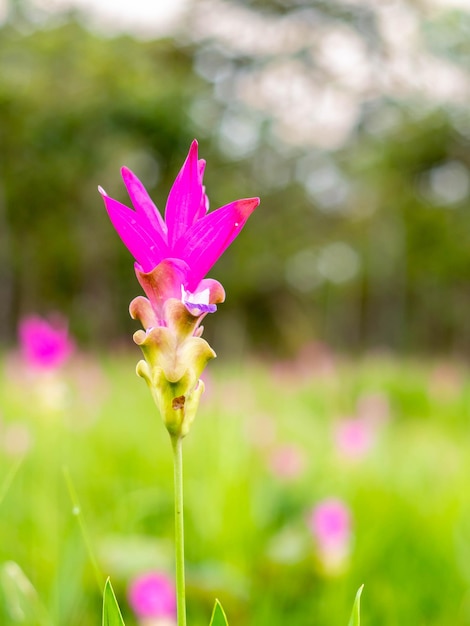 Pink Siam Tulip pole słodkie kolorowe pedały kwiat otoczony zielonym polem w Tajlandii