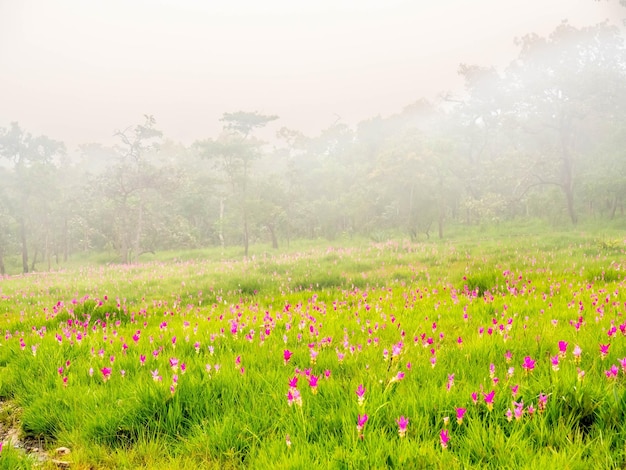 Pink Siam Tulip pole słodkie kolorowe pedały kwiat otoczony zielonym polem w Tajlandii
