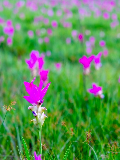 Pink Siam Tulip pole słodkie kolorowe pedały kwiat otoczony zielonym polem w Tajlandii