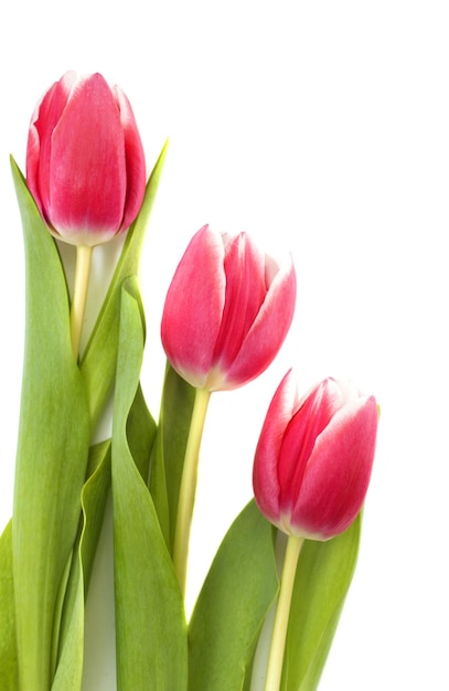 Pink tulipany