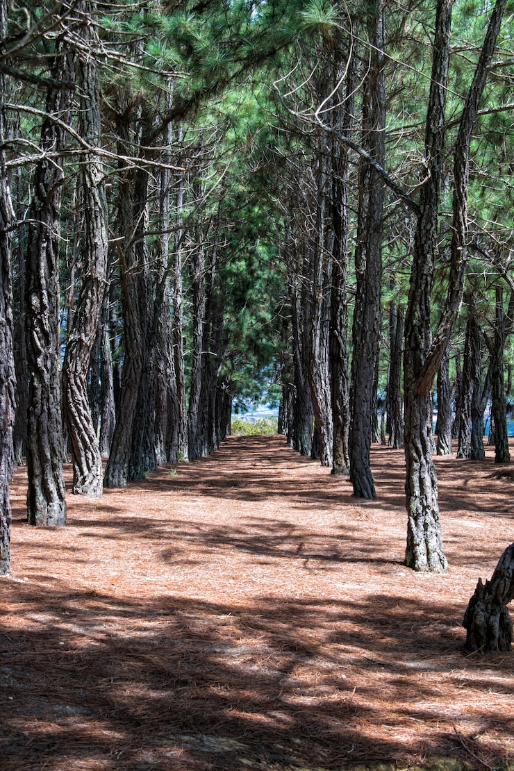 Pinos alineados en el bosque